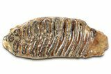 Elderly Woolly Mammoth Lower M Molar - North Sea Deposits #337184-2